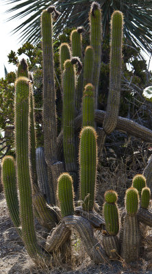 Cacti Backlit