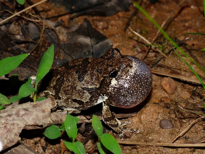 Gray Treefrog - <i>Hyla versicolor</i>