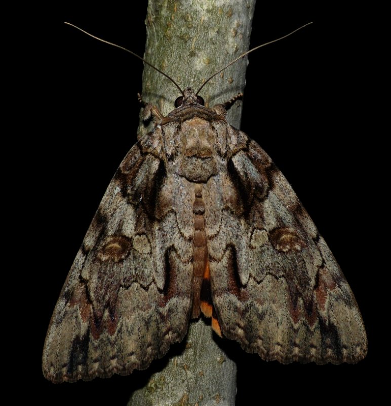 Bride Underwing - <i>Catocala neogama</i>
