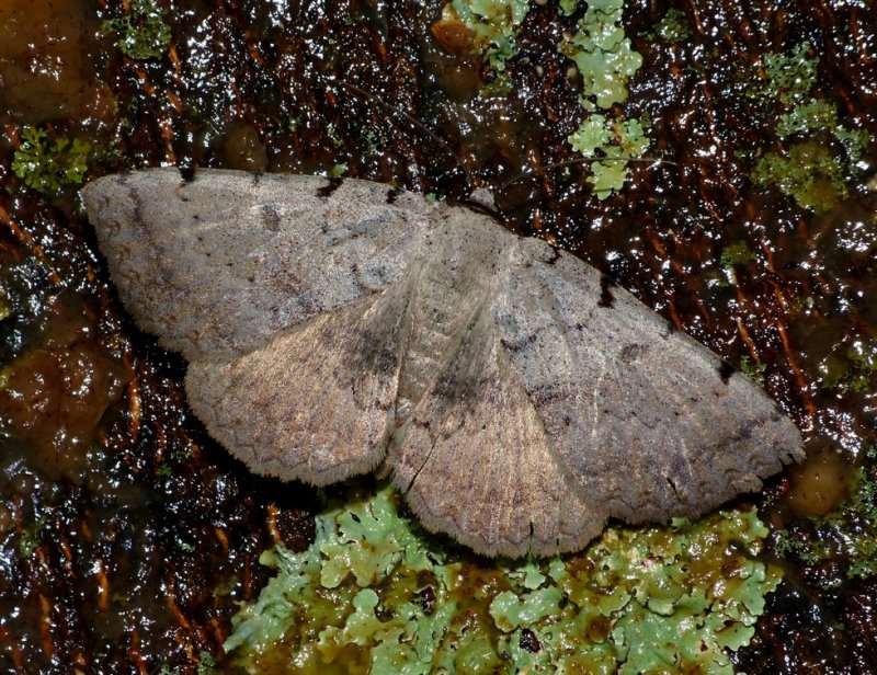 Moon-lined Moth - <i>Spiloloma lunilinea</i>