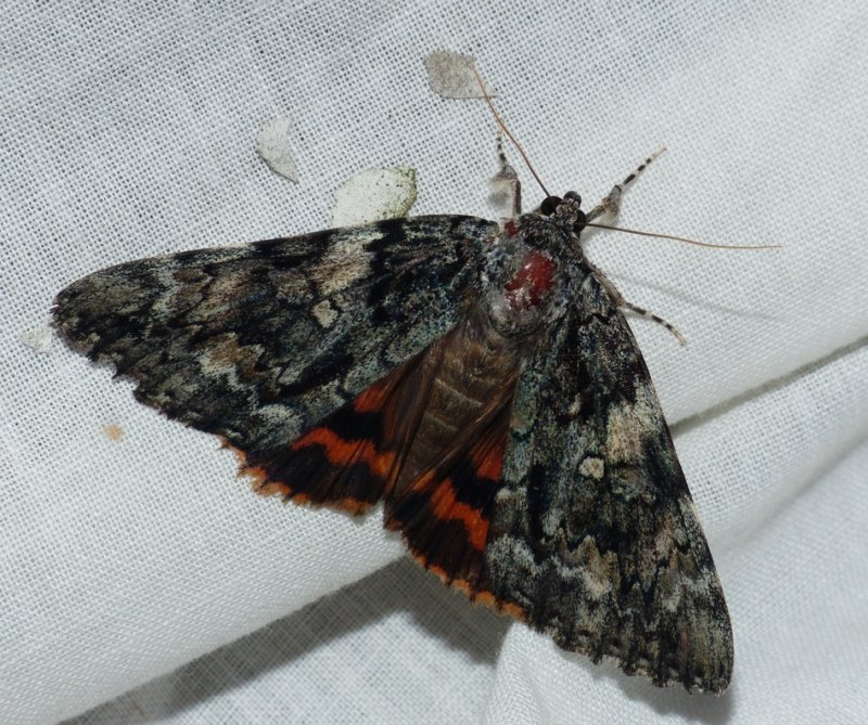 The Bride Underwing - <i>Catocala neogama</i>