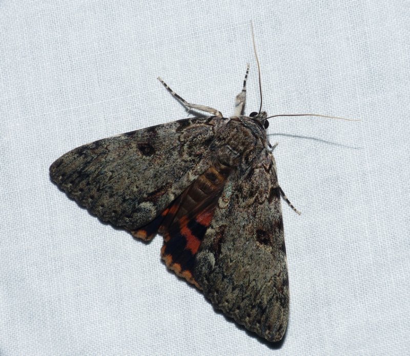 Oldwife Underwing - <i>Catocala palaeogama</i>