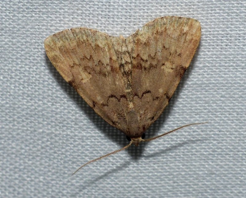 Common Idia - <i>Idia aemula</i>