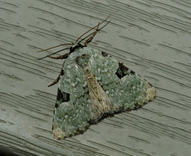Green Leuconycta - <i>Leuconycta diphteroides</i>