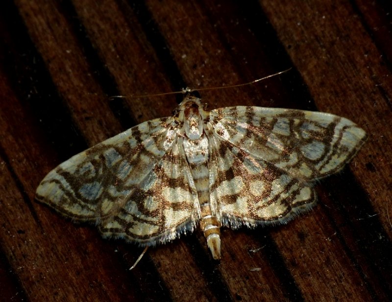 Bog Lygropia - <i>Lygropia rivulalis</i>