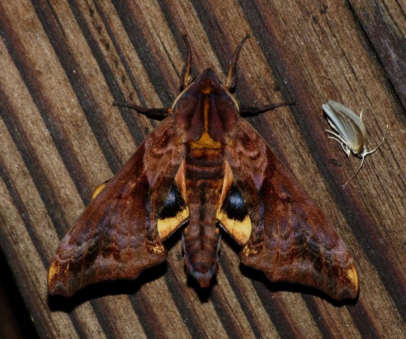 Small-eyed Sphinx - <i>Paonias myops</i>