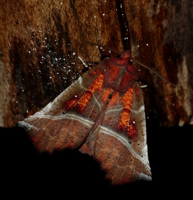 The Herald - <i>Scoliopteryx libatrix</i>