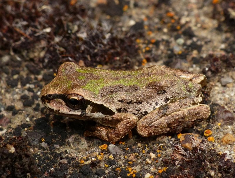 Pacific Chorus Frog - <i>Pseudacris regilla</i>