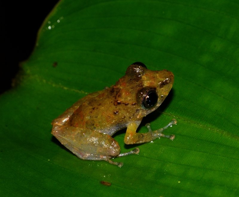Frog - <i>Pristimantis</i>