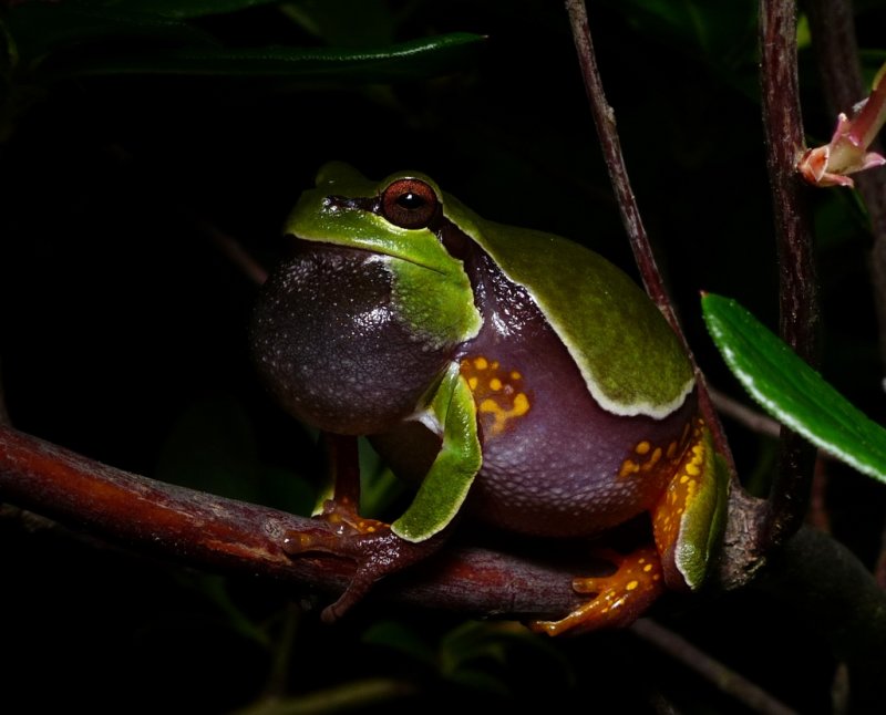 Pine Barrens Treefrog - <i>Hyla andersonii</i>