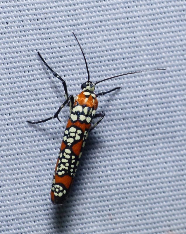Ailanthus Webworm - <i>Atteva aurea</i>