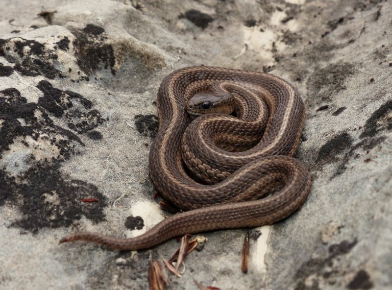 Lined Snake - <i>Tropidoclonion lineatum</i>