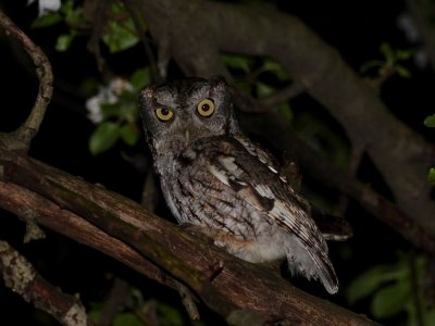Eastern Screech Owl - Megascops asio