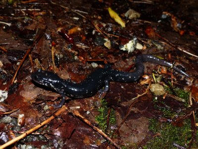 Southern Appalachian Salamander - Plethodon teyahalee