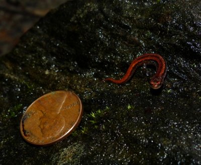 Seepage Salamander - Desmognathus aeneus