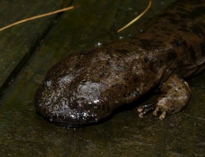 Appalachian Salamander Odyssey 2013