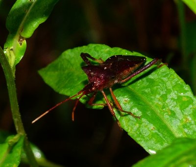 Leaf-footed Bug