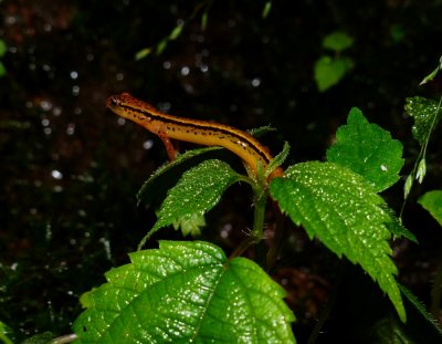 Blue Ridge Two-lined Salamander - Eurycea wilderae
