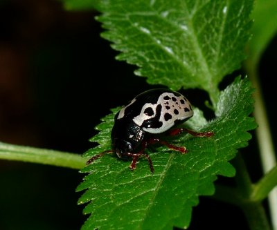Leaf Beetle - Calligrapha