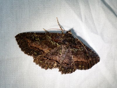 Green-dusted Zale - Zale aeruginosa