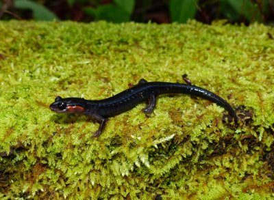 Jordan's Salamander - Plethodon jordani