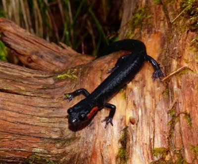 Jordan's Salamander - Plethodon jordani