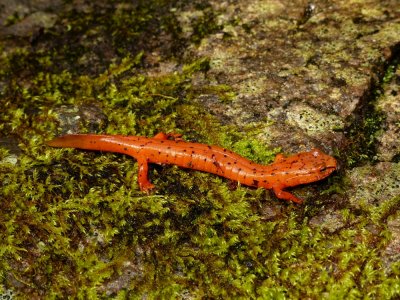 Blue Ridge Spring Salamander - Gyrinophilus porphyriticus danielsi