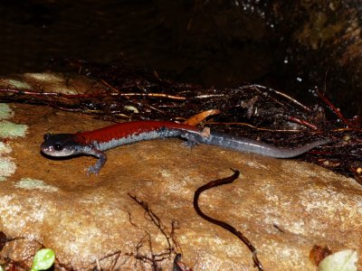 Yonahlossee Salamander - Plethodon yonahlossee