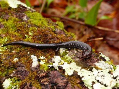 Ravine Salamander - Plethodon richmondi
