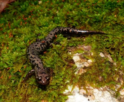 Weller's Salamander - Plethodon welleri