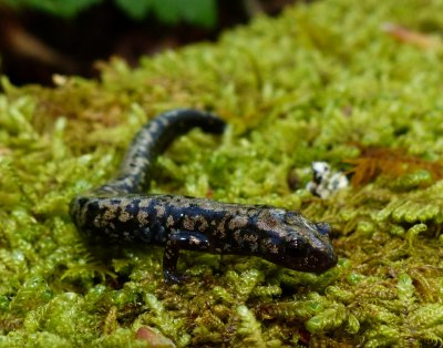 Weller's Salamander - Plethodon welleri