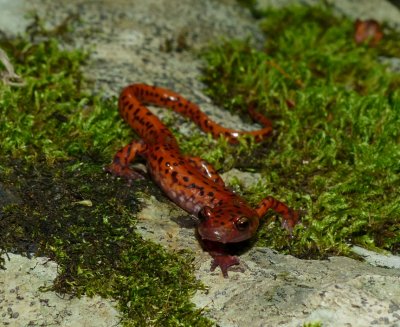 Cave Salamander - Eurycea lucifuga