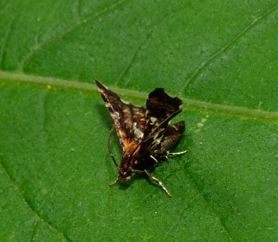 Window-winged Moths - Thyridoidea