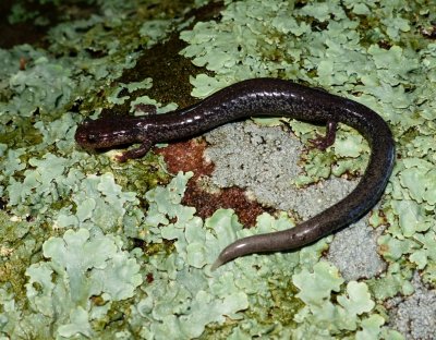 Valley and Ridge Salamander - Plethodon hoffmani