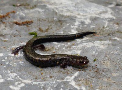 Peaks of Otter Salamander - Plethodon hubrichti