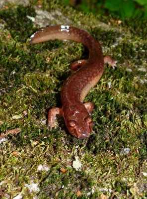 Northern Spring Salamander - Gyrinophilus porphyriticus porphyriticus