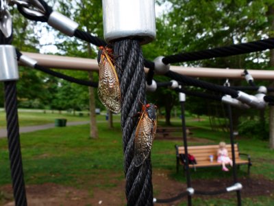 17-year Cicadas - Magicicada