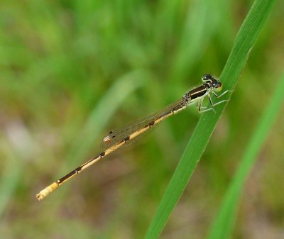 Citrine Forktail - Ischnura hastata