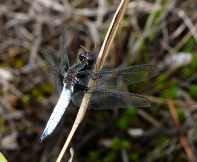 White Corporal - Ladona exusta