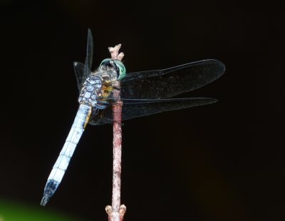 Blue Dasher - Pachydiplax longipennis