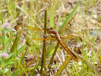 Yellow-sided Skimmer - Libellula flavida