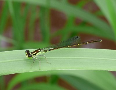 Forktails: Ischnura