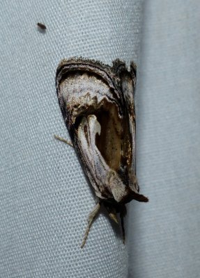 Formosa Looper - Chrysanympha formosa