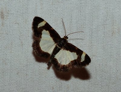 Common Spring Moth - Heliomata cycladata