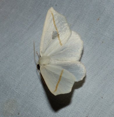 White Slant-line - Tetracis cachexiata