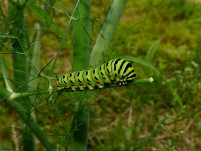 Black Swallowtail Caterpillar - Papilio polyxenes