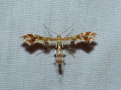 Grape Plume Moth - Geina periscelidactylus