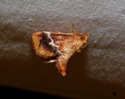 Yellow-shouldered Slug Moth - Lithacodes fasciola