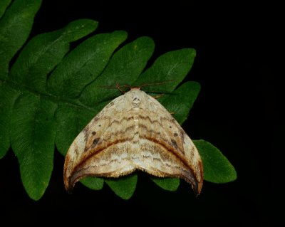 Arched Hooktip - Drepana arcuata