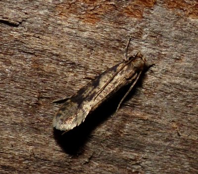 Burrowing Webworm Moth - Amydria effrentella